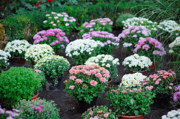 Bright flowers on the flowerbed in city park