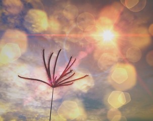 Obraz na płótnie Canvas grass flower and sun