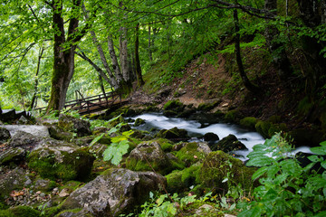 stream in the forest