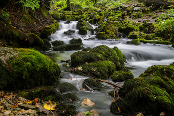Fototapeta na wymiar stream in the forest