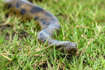 Green anaconda (Eunectes murinus)