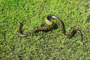 Green anaconda (Eunectes murinus)