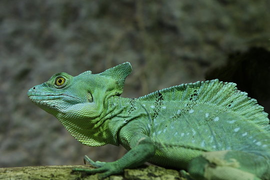 Stirnlappenbasilisk, Leguan, Iguania