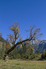 Ahornbaum im Karwendel