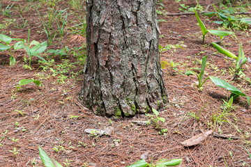 Pine cone on ground