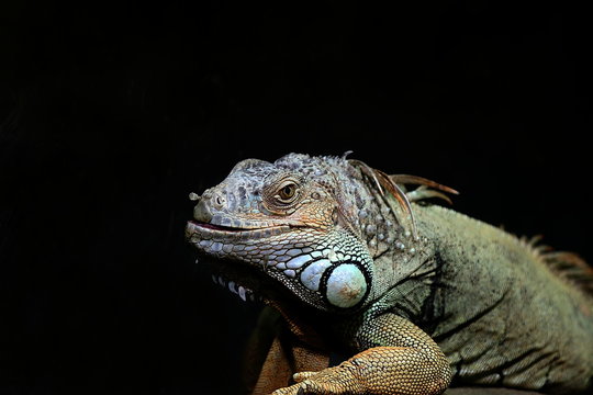 Gr&uuml;ner Leguan, Iguania iguania