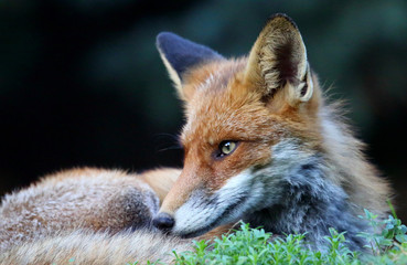 liegender Fuchs