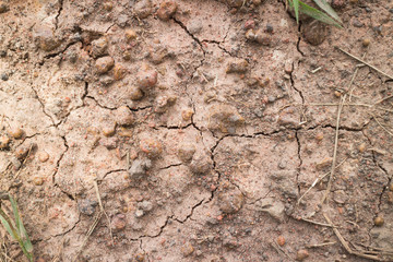 dry ground