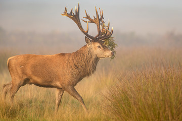 Wild red deer stag in the dawn mist