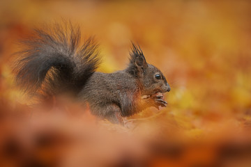 Naklejka na ściany i meble Red squirrel foraging in golden autumn leaves