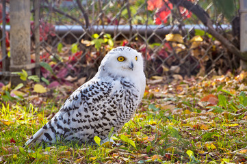 Snowy Owl Sitting on Grass