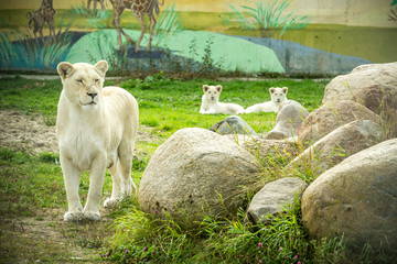 Прайд белых львов. Зоопарк