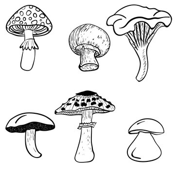 Black and white Mushrooms.