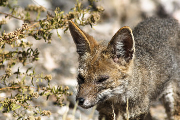 Fox