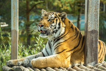 Амурский тигр