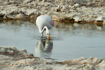 Flamingo eating  in salt lake lagoon Chaxa