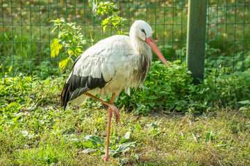 Аист на траве. Зоопарк