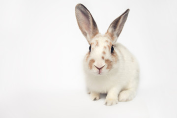 Adorable baby rabbit with a huge eyes smiling
