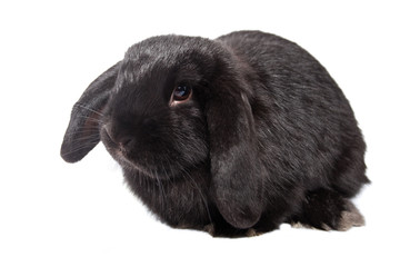 Obraz premium Funny baby rabbit lop on an isolated background