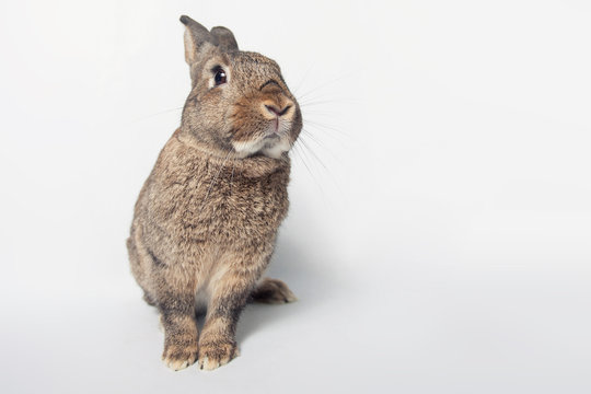 Adorable bunny on a white background