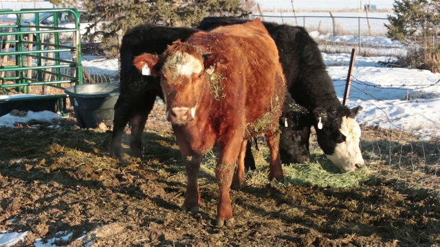 Female cow in labor before birth of calf HD 5103
