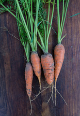 Freshly picked carrots with green tops on wooden background. Dirt is still on the plants. Organic vegetables at a local farm.