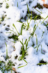 green grass on lawn close up under first snow