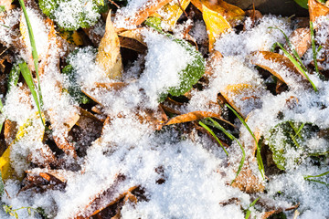 fallen leaves and green grass under first snow