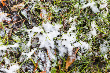 grass and fallen leaves on meadow under first snow