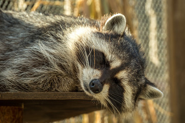 Енот спит на полке в клетке. Зоопарк