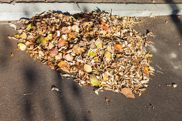 leaf litter on sidewalk in autumn