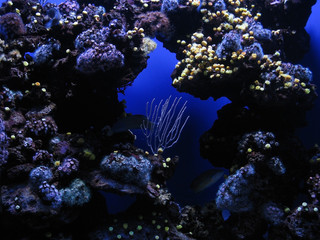 Naklejka na ściany i meble Underwater plants on blue marine background