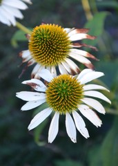 Echinacea - Weißer Sonnenhut im Herbst