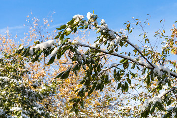 first snow on green leaves and blue sky