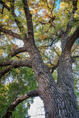 Giant cottonwood tree with fall foliage