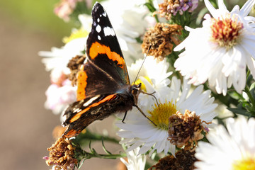 Schmetterling auf Herbstaster