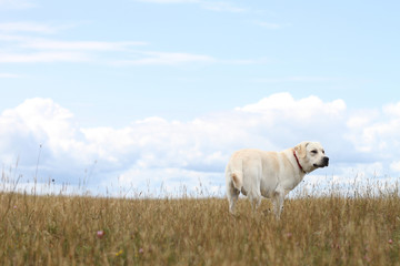 Obraz premium a yellow labrador stays in a field and looks towards something