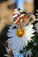 Schmetterling auf Herbstaster
