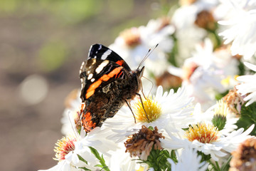 Schmetterling auf Herbstaster