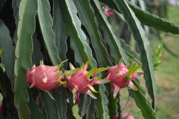 dragon fruits in farm