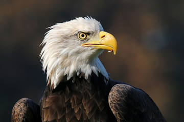 sea eagle