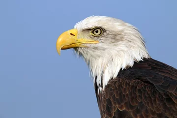 Foto op Canvas sea eagle © Edwin Butter