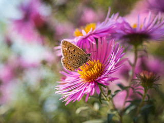 Schmetterling auf Astern