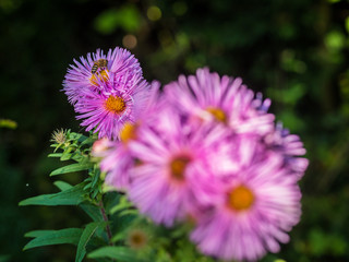 Honigbiene auf Astern