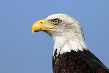 sea eagle