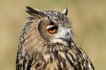 Indian eagle-owl