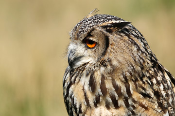 Indian eagle-owl