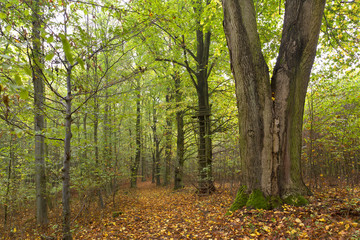Magical autumn Forest with colorful Trees