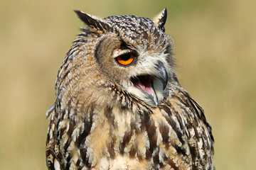 Indian eagle-owl