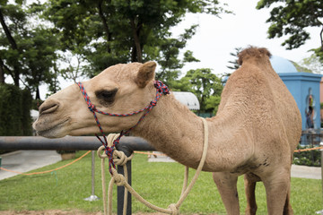 The camels looking with interest  